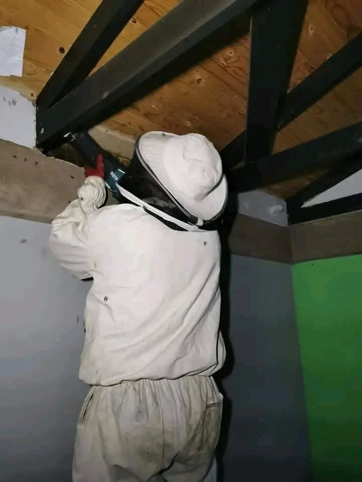 Bee removal services